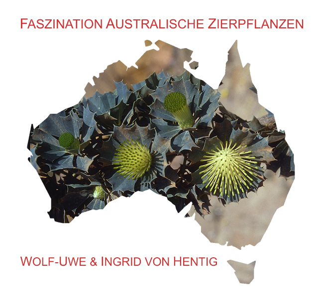 Faszination Australische Zierpflanzen